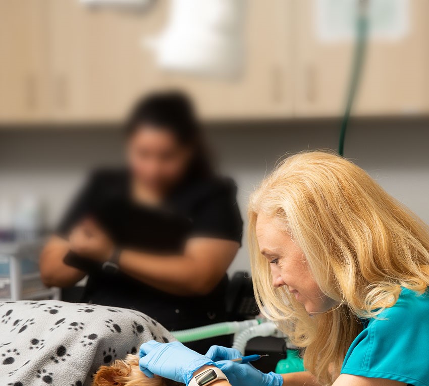 dentistry-s2_cropped